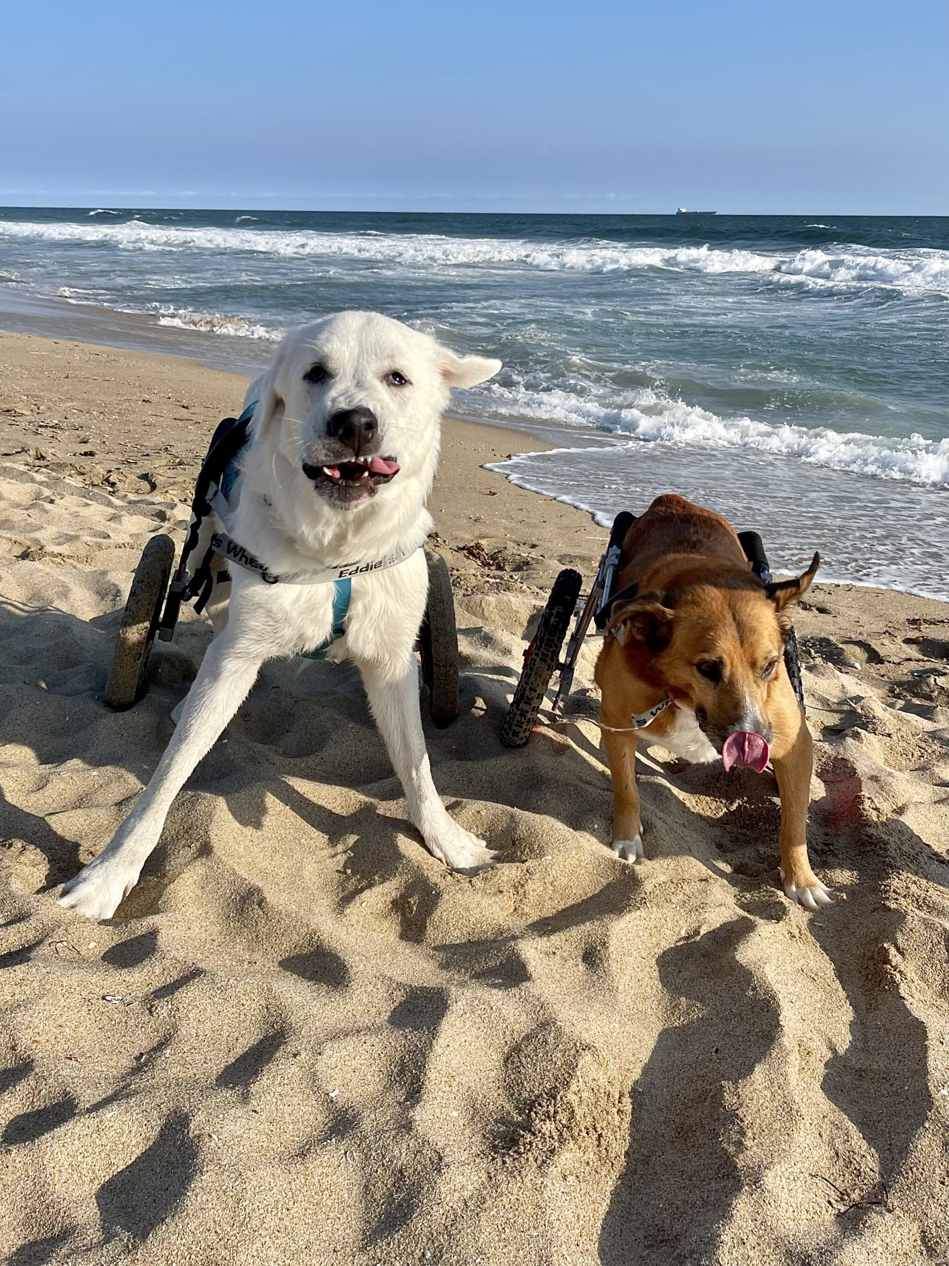 2 dogs in wheels on the beach