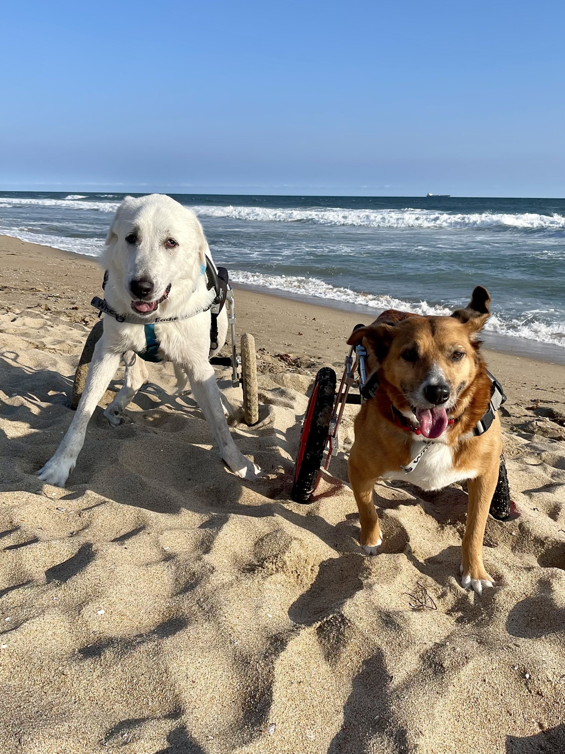 2 dogs in wheels on the beach