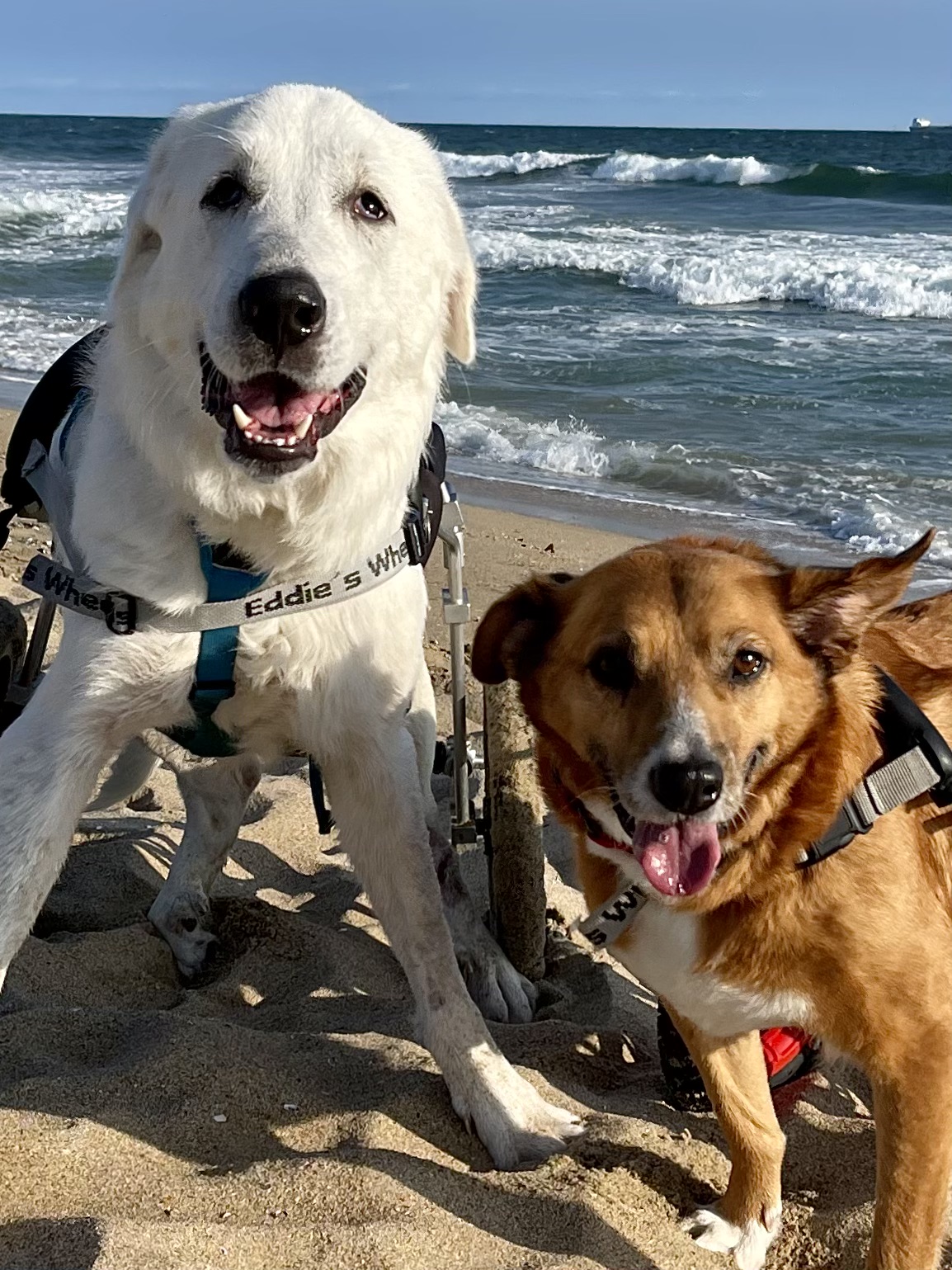 2 dogs in wheels on the beach