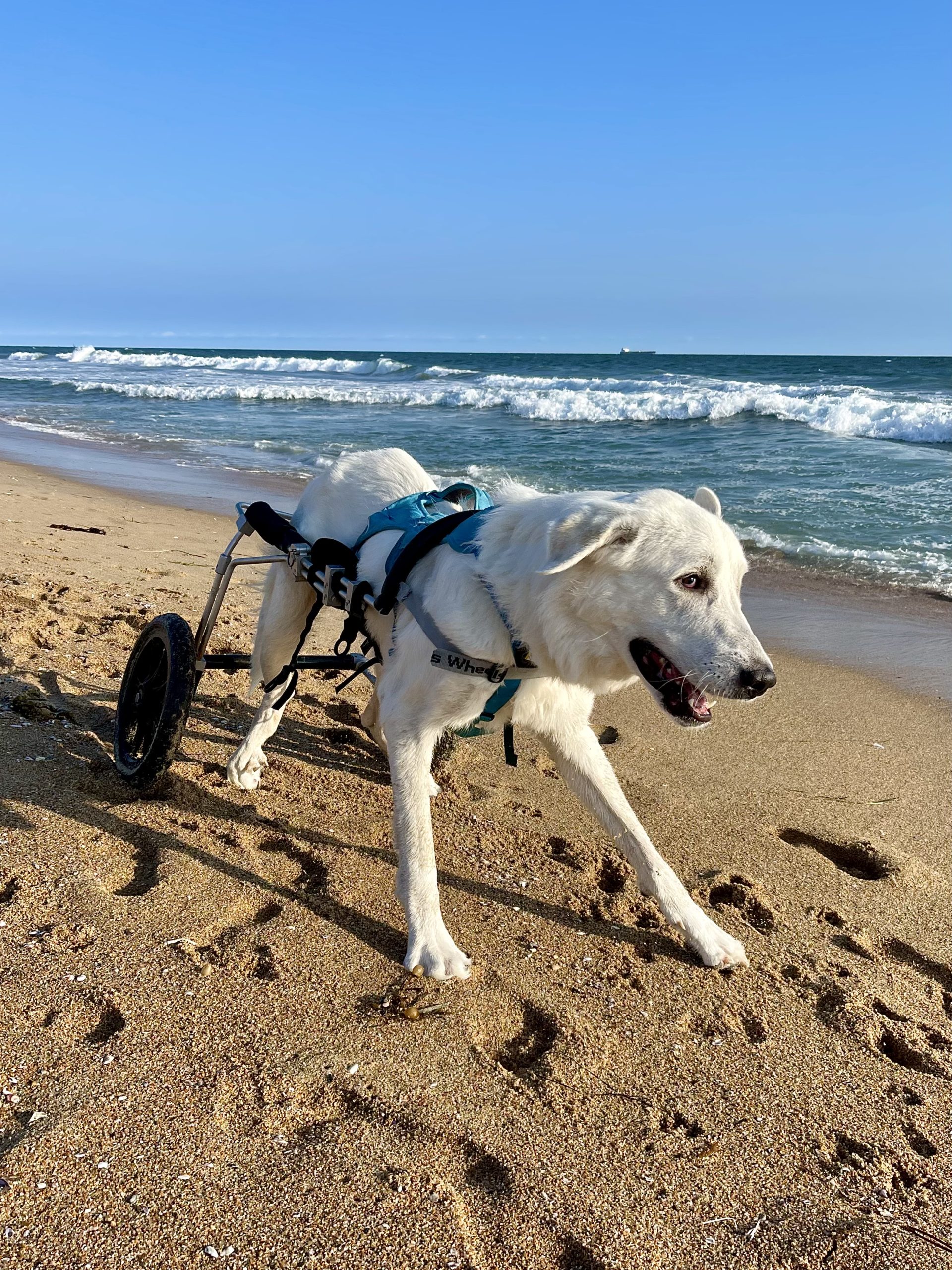 Tyson running on the beach in his wheels