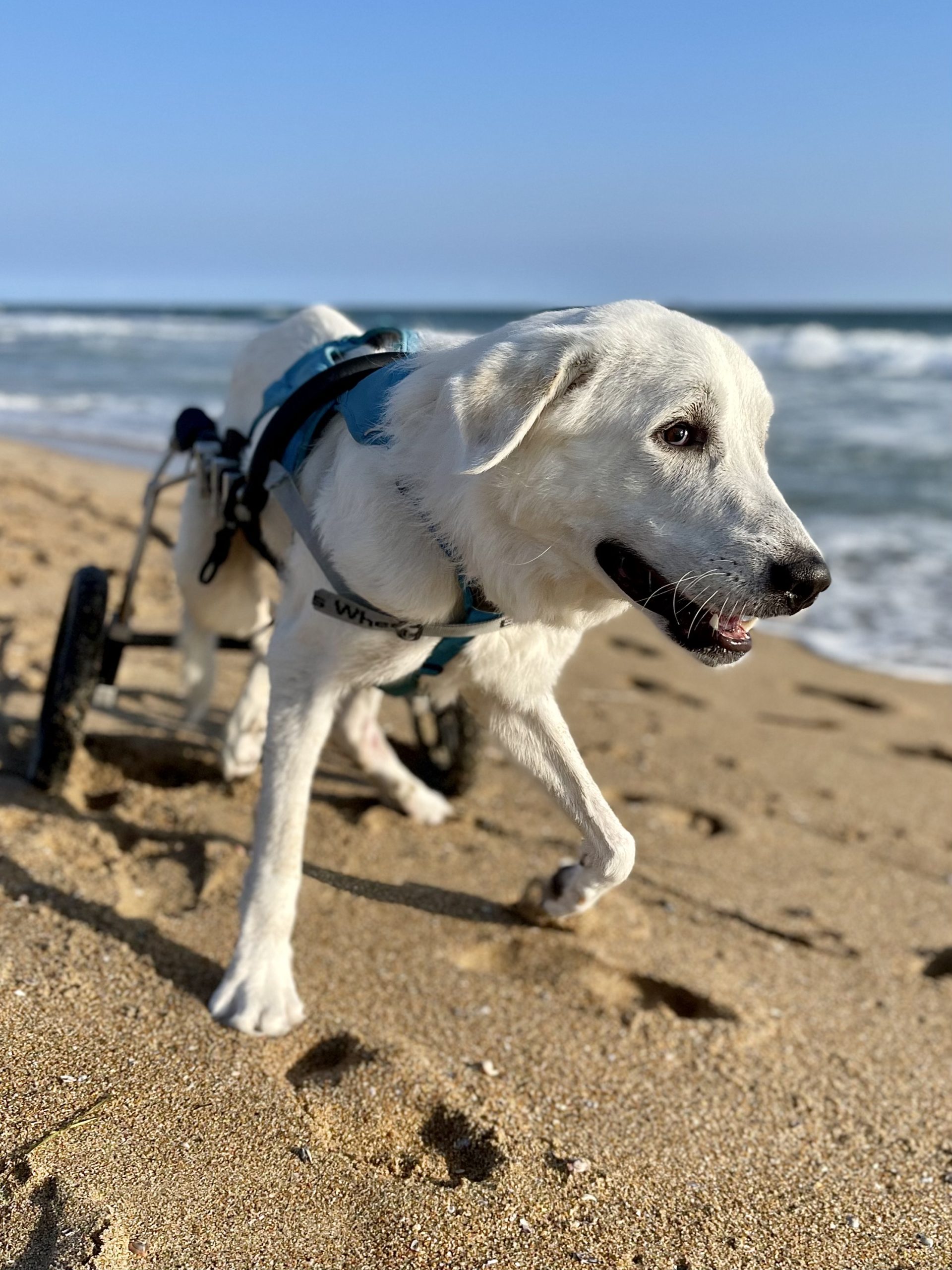 Tyson running on the beach in his wheels