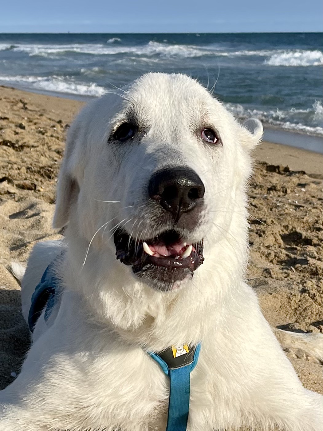 Tyson smiling on the beach