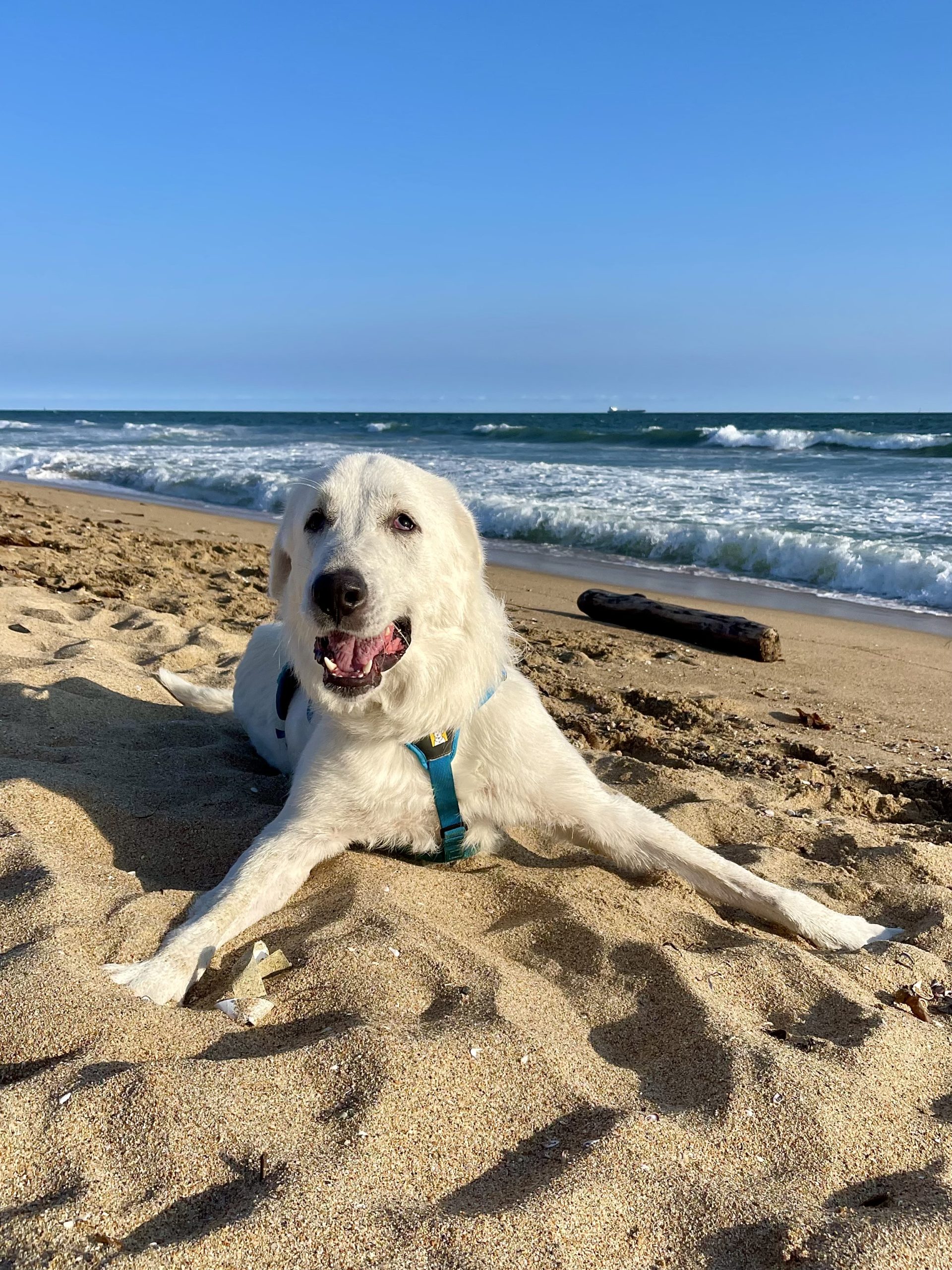 Tyson smiling on the beach