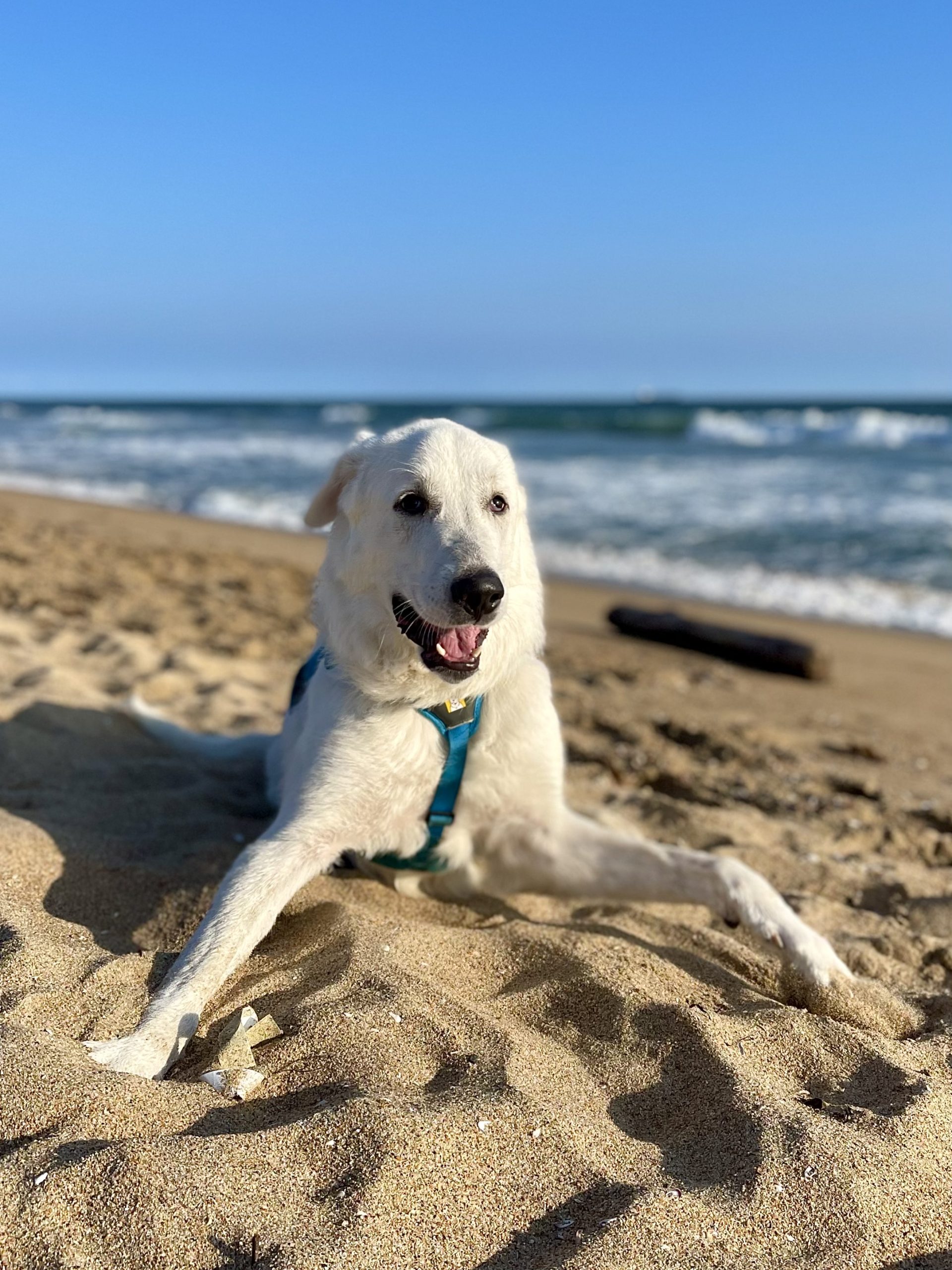 Tyson smiling on the beach