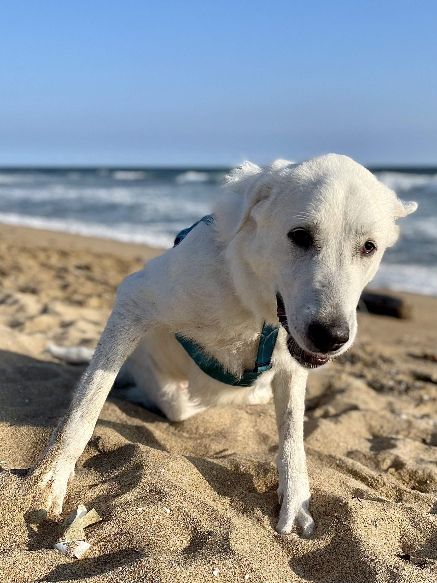 Tyson smiling on the beach