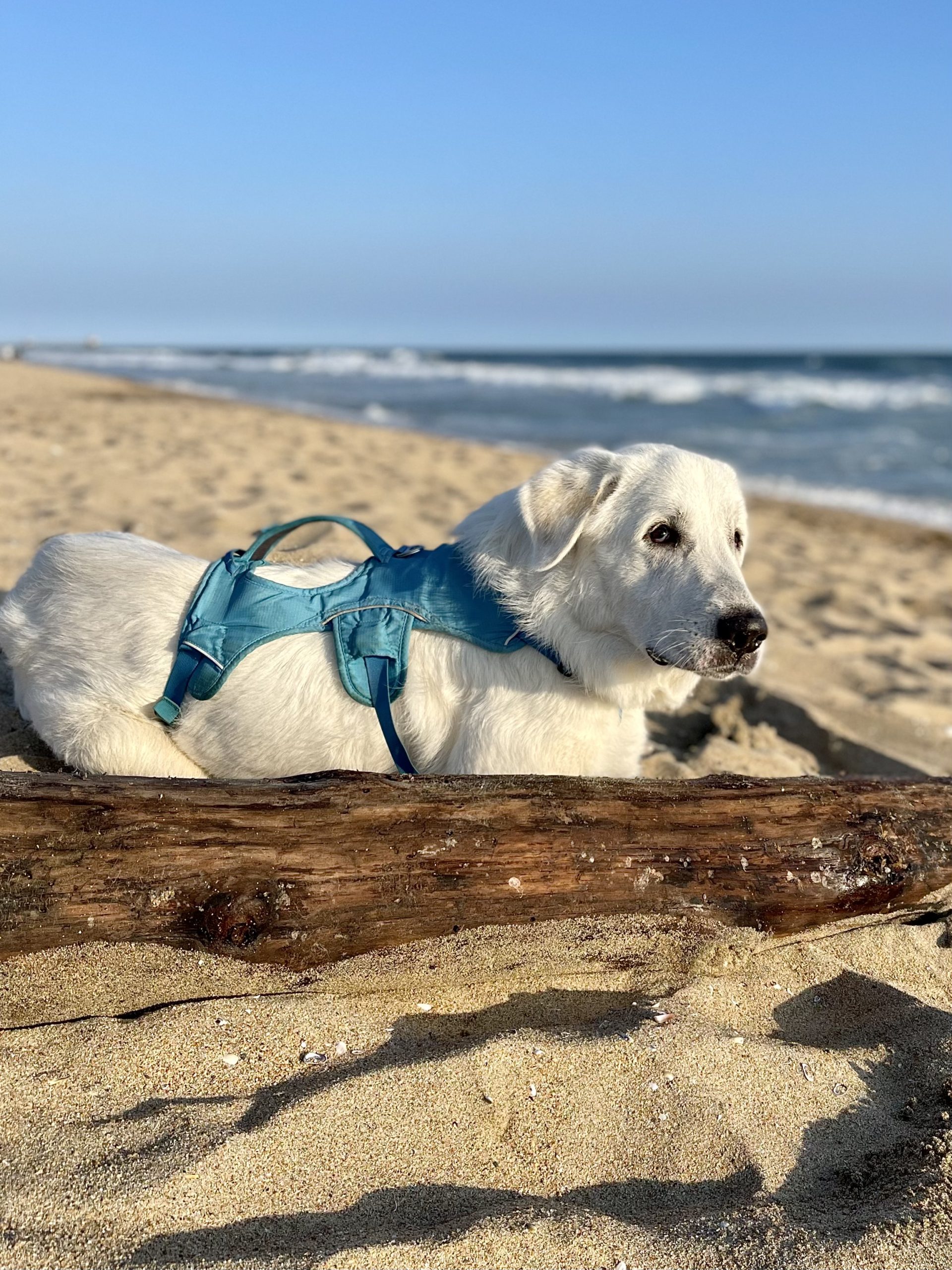 Tyson lying on the beach next to a stick