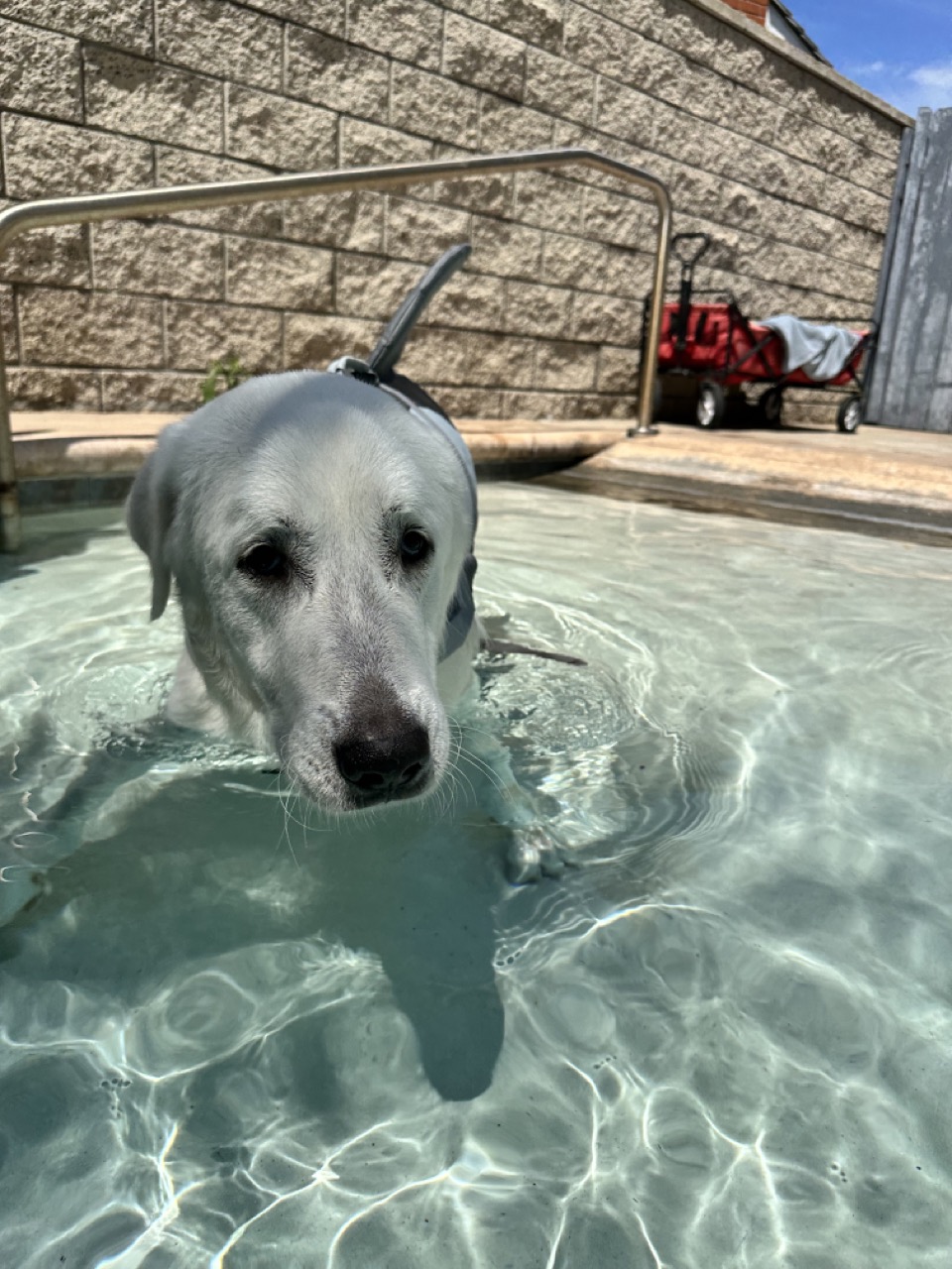 Tyson in the pool
