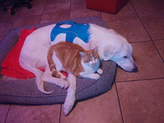 Tyson sleeping next to a cat