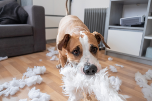 dog chewing on pillow stuffing 