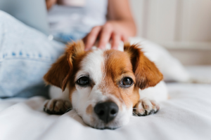 dog laying on bed 