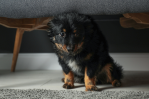 dog hiding under the sofa