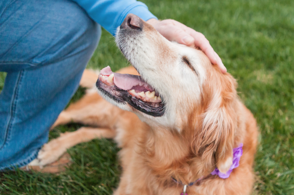 Building Your Bond with Your Dog