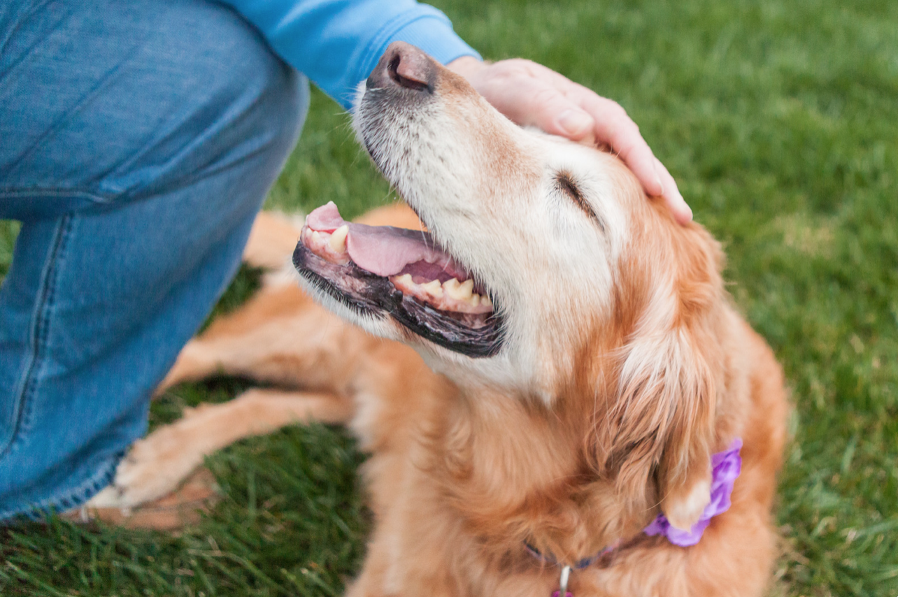 senior golden retriever being pet on the head