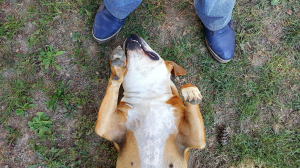 dog laying on its back