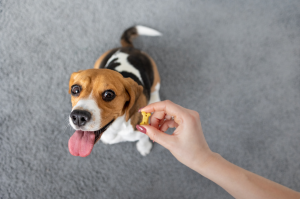 dog getting a treat