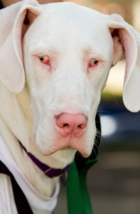 albino dog 