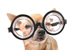 a dog with oversized glasses 