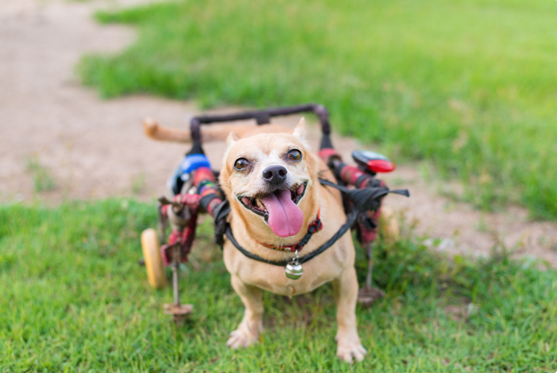 dog in wheelchair