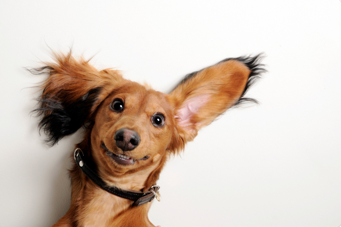 deaf dog with big ears