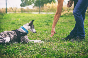 woman giving hand signals to her dog 