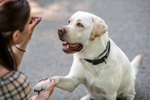 woman holding up a treat to her deaf dog