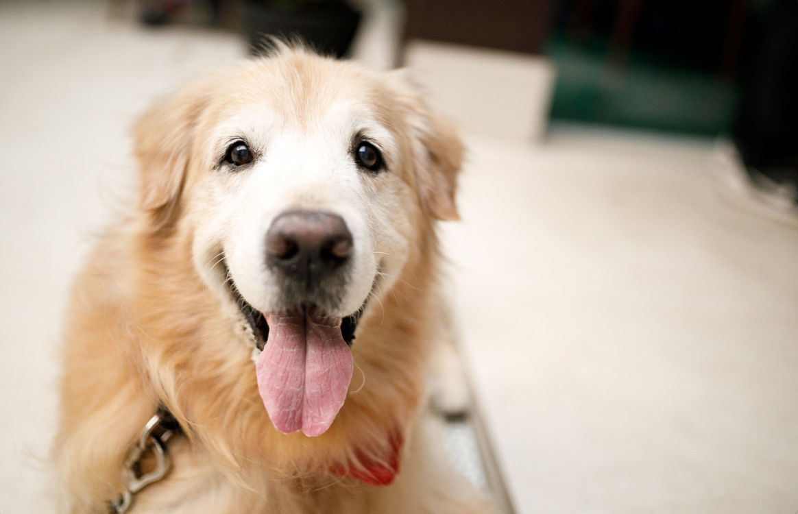 senior dog smiling with tongue out