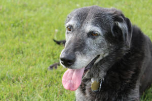 senior dog sitting on grass