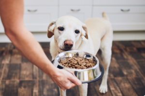 senior dog looking at bowl of kibble