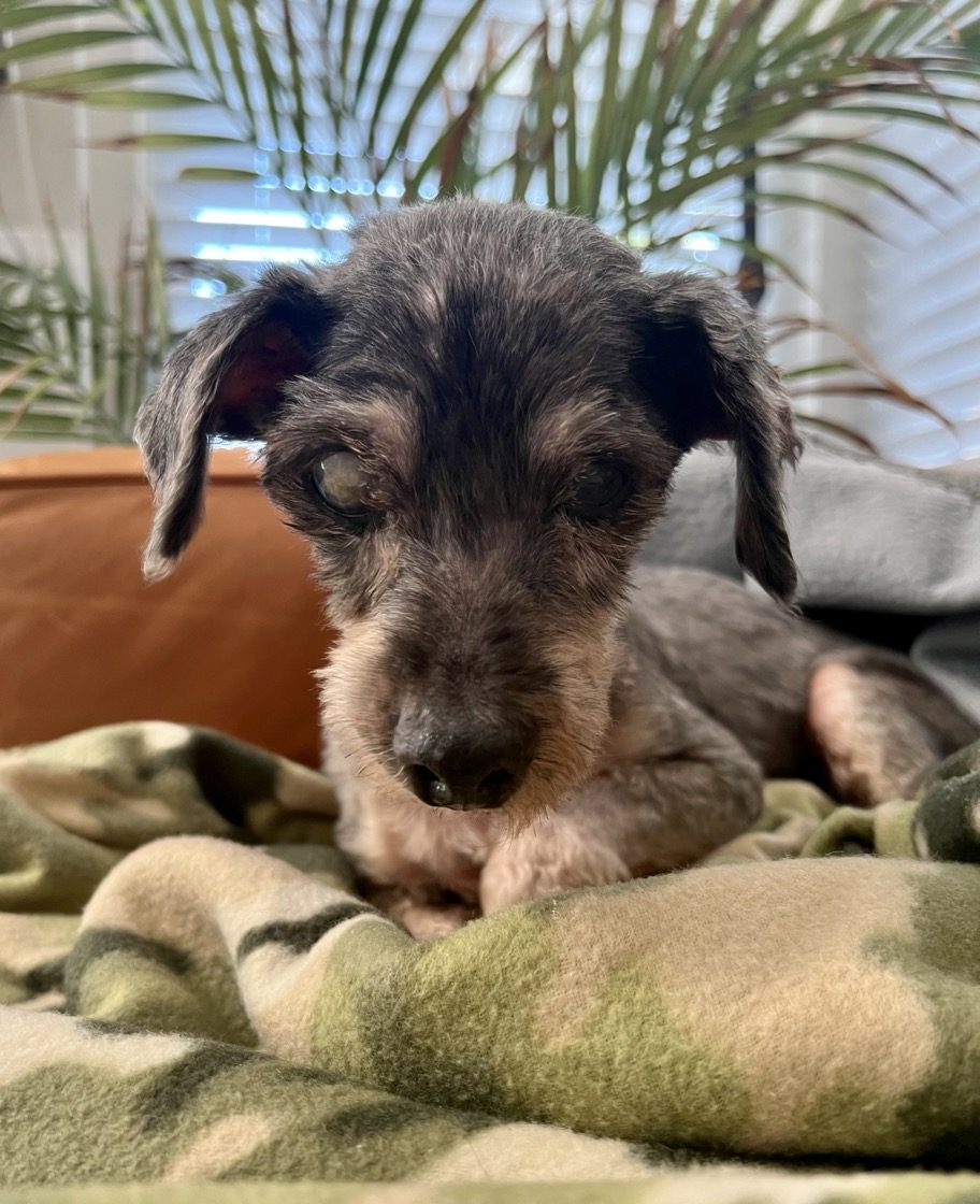 Little old dog on a blanket