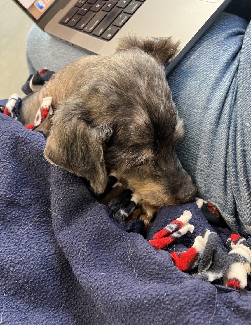 Little old dog snuggling under a blanket up against someone's leg