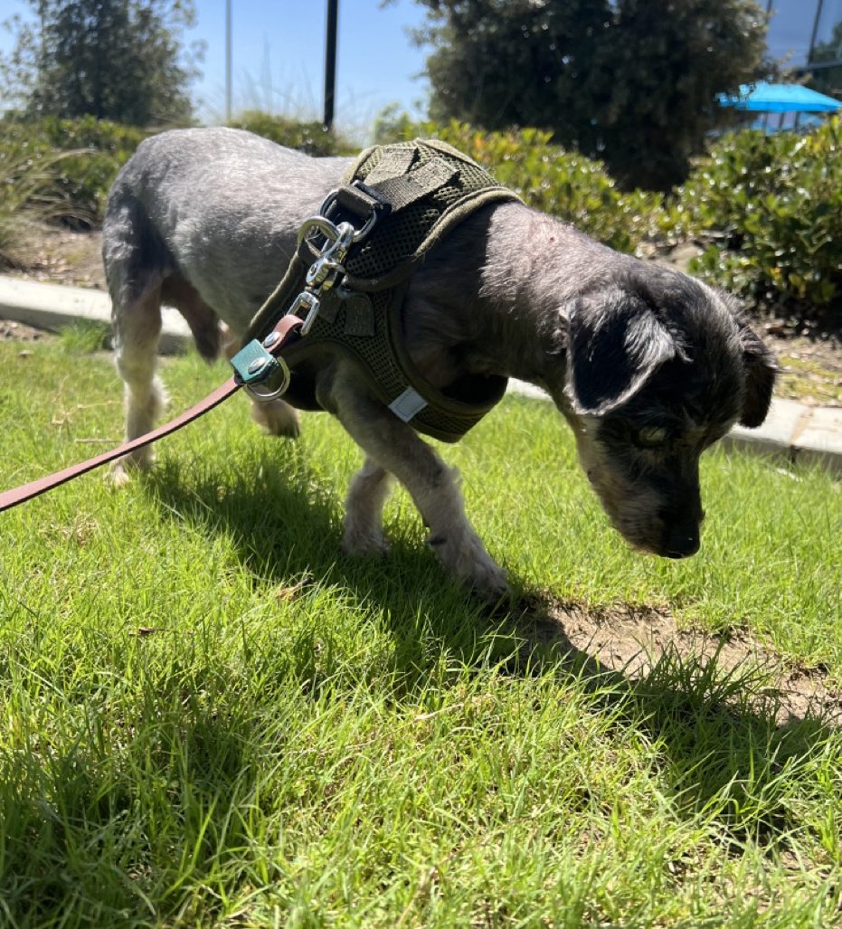 Mr. Magoo walking on grass