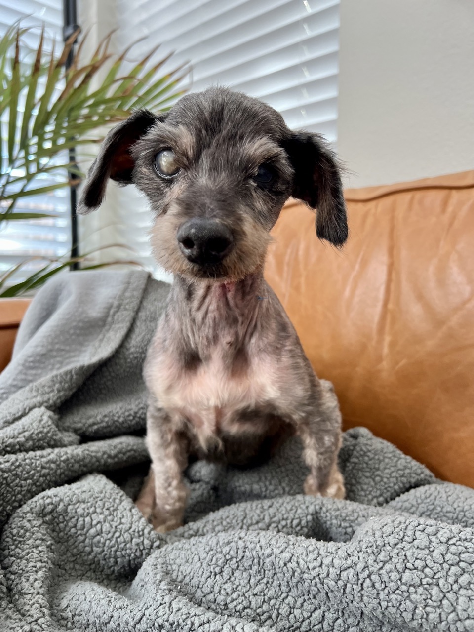 Little old dog sitting on the couch