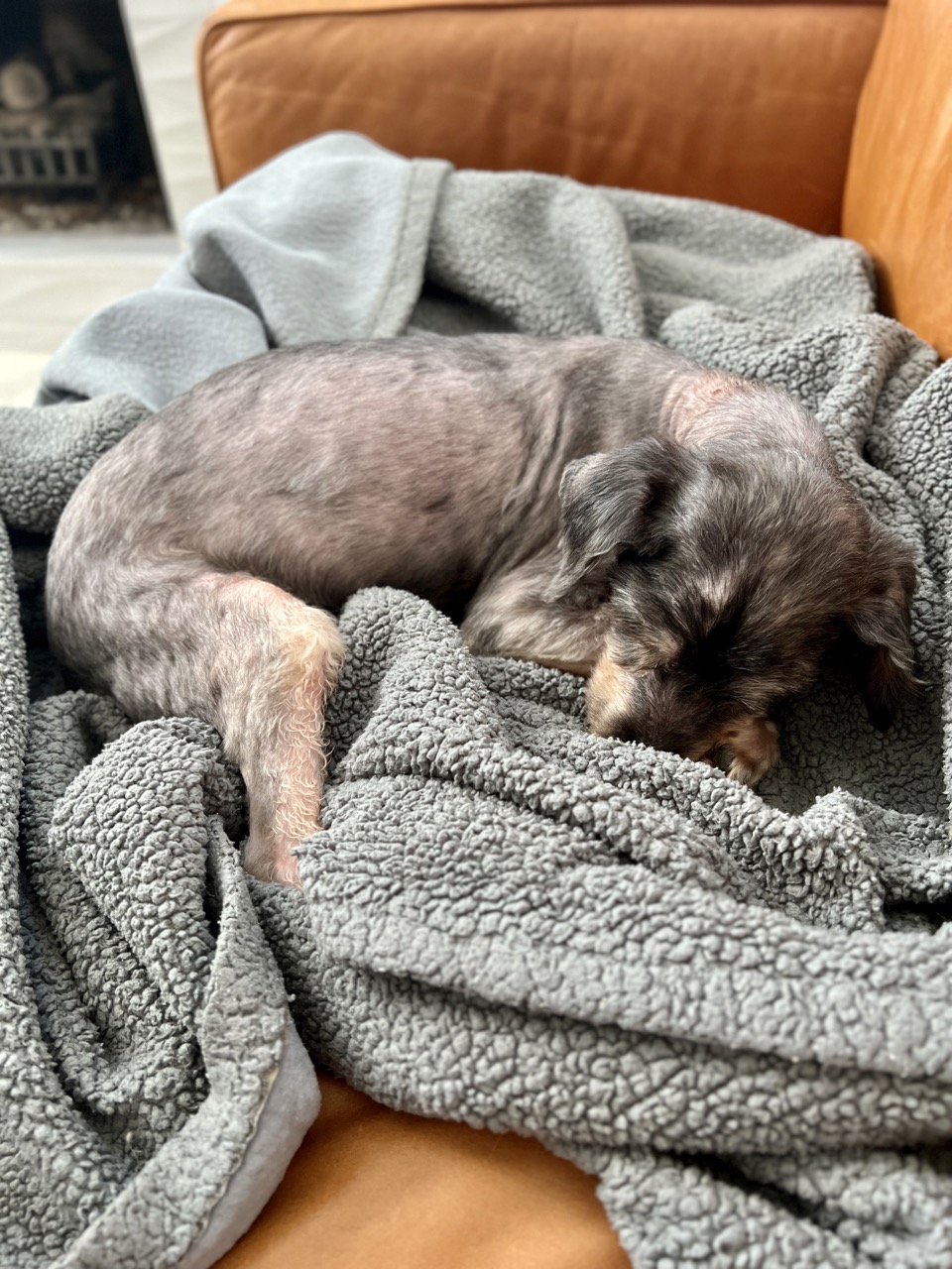 Little old dog sleeping on the couch