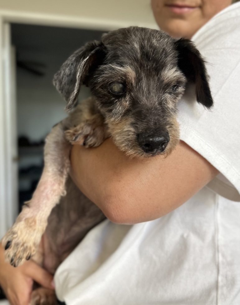 Woman holding Little old dog