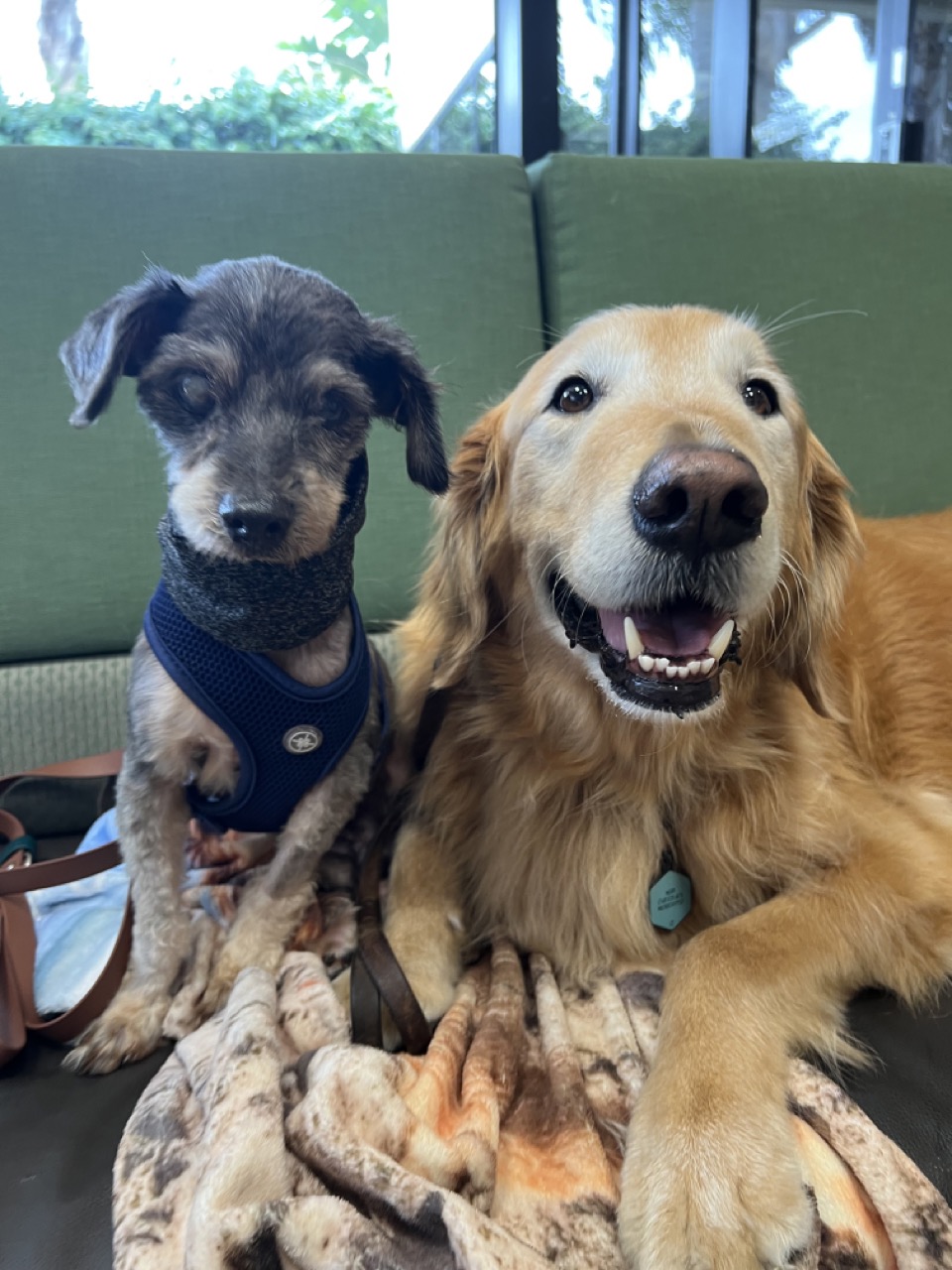 Magoo with a golden retriever