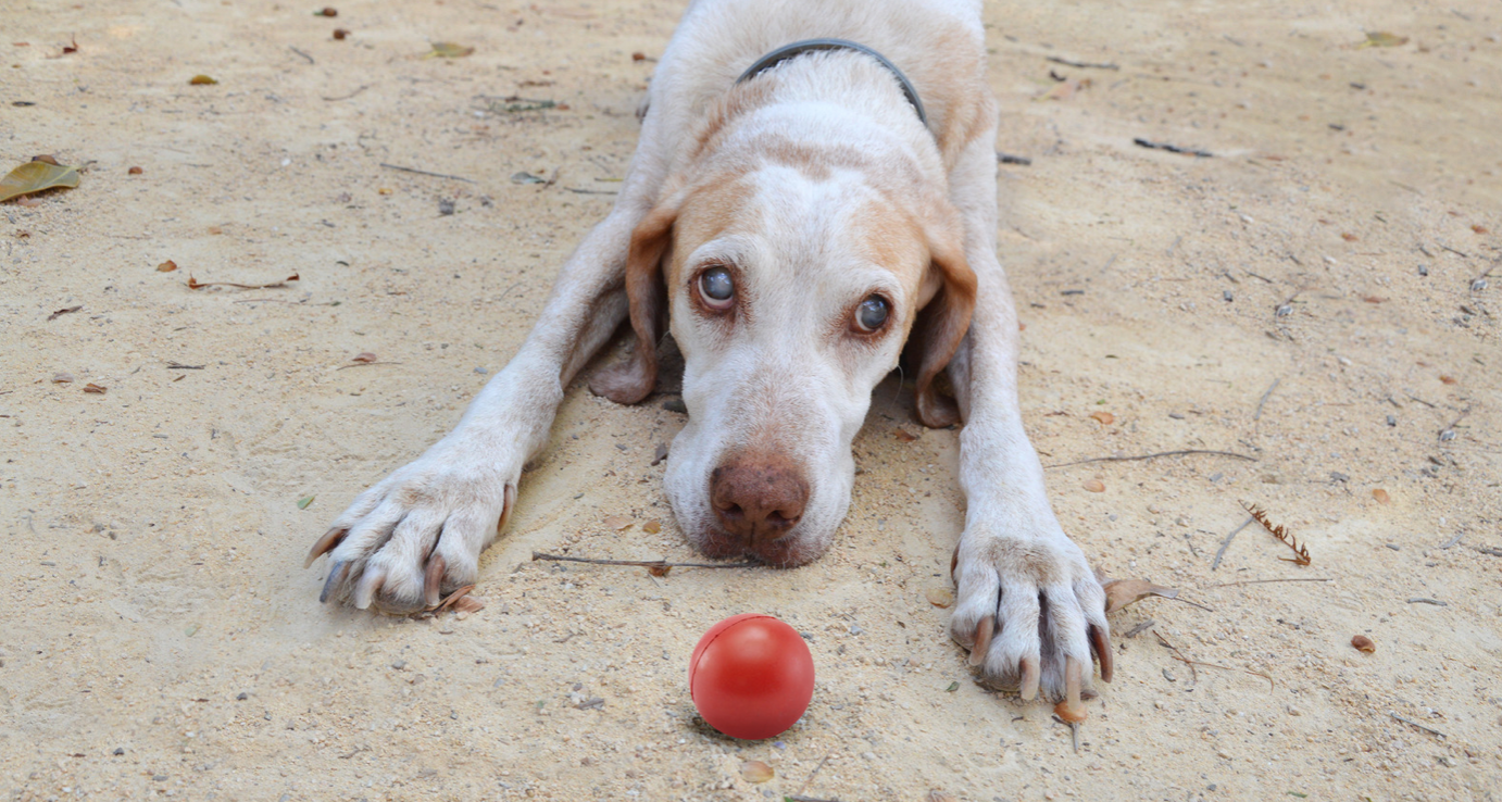 a blind dog with a red ball