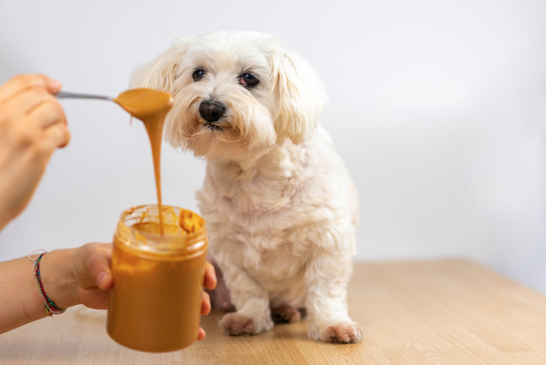 dog eating peanut butter