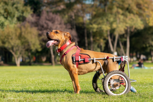 a large dog in a wheelchair with his tongue out