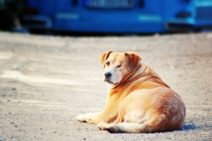 a dog with one eye laying down 