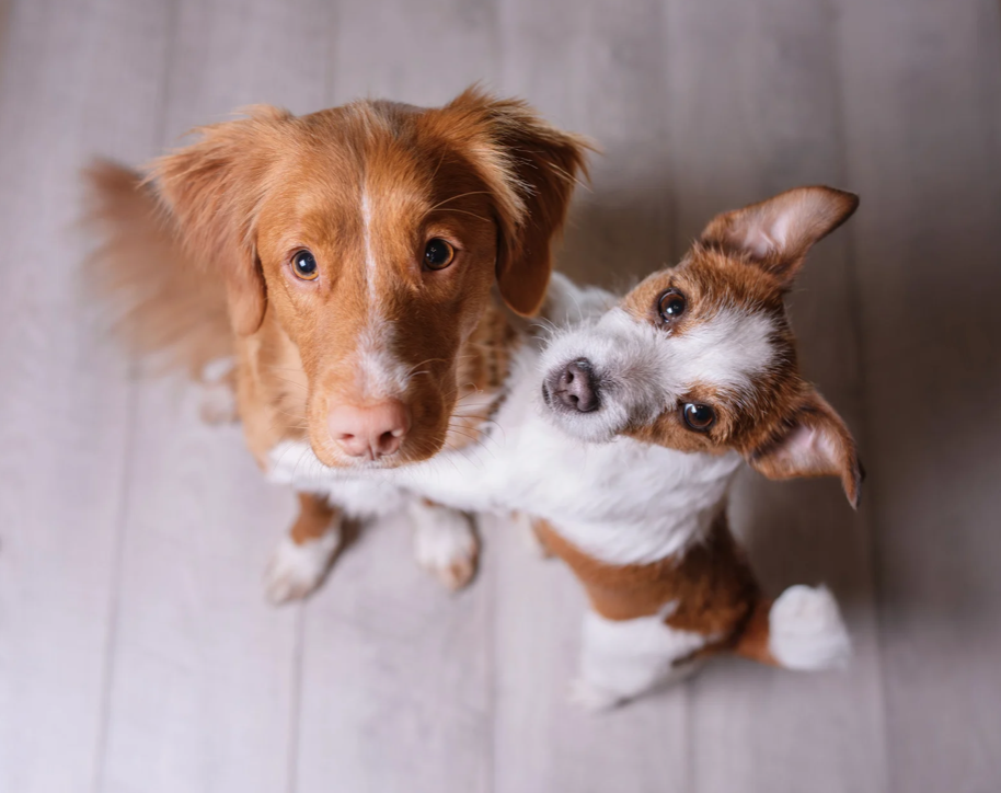 two dogs hugging each other