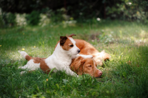 two dogs laying in the grass together