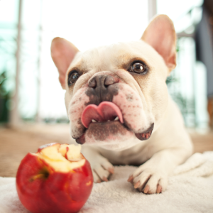 french bulldog eating an apple 