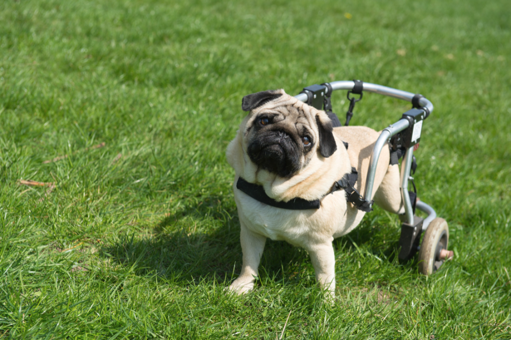 A Step-By-Step Guide for Creating a Daily Routine for Paralyzed Dogs