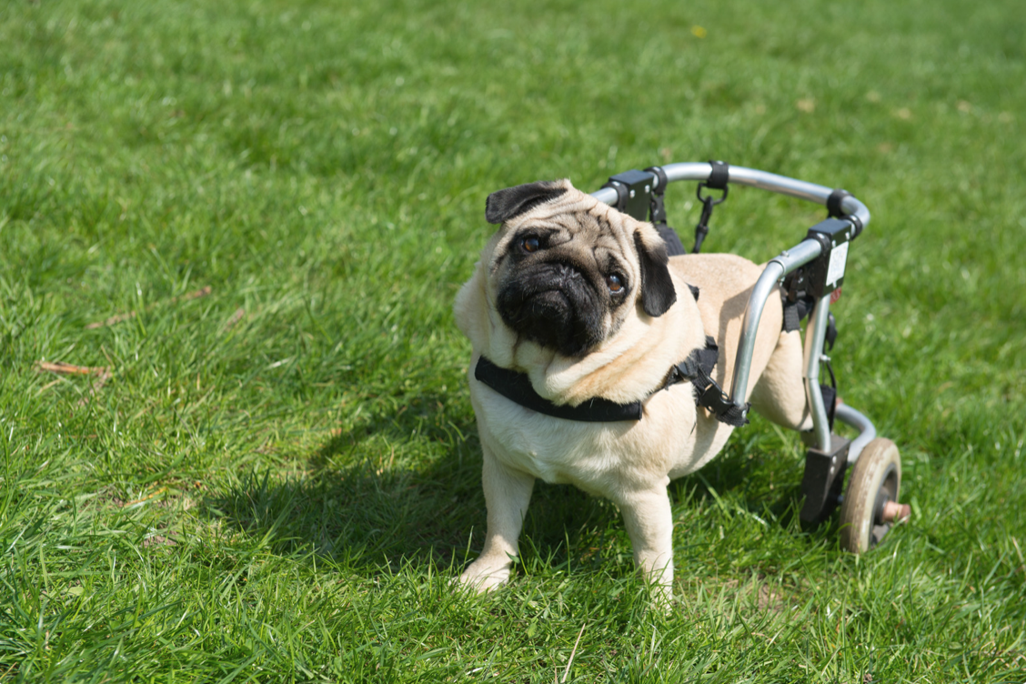 A pug in a wheelchair on the grass