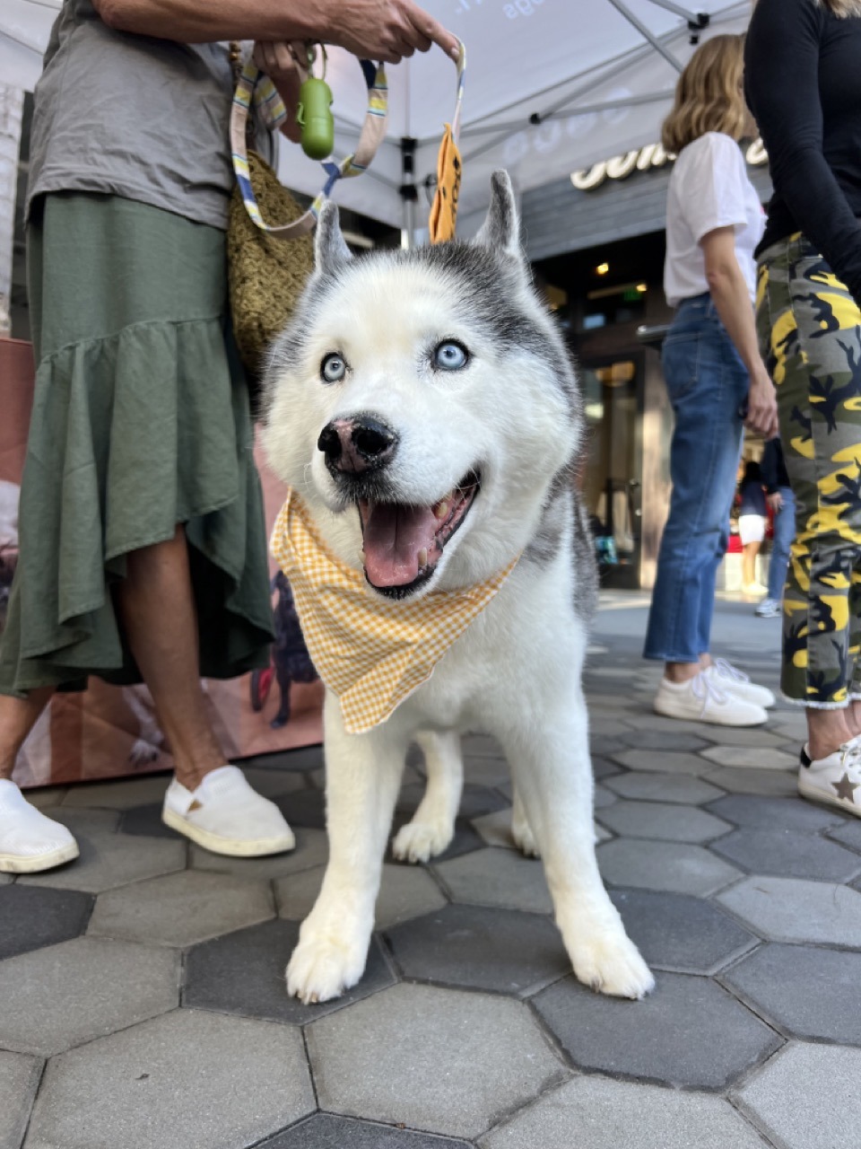 bear in a bandana