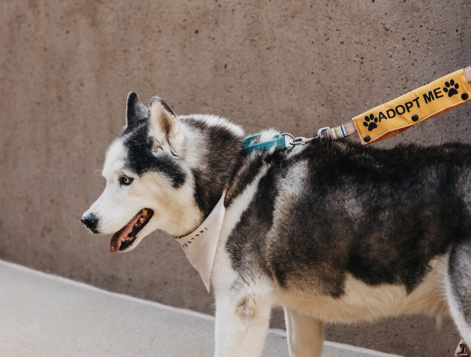 Bear, a husky, on a leash wearing a bandana