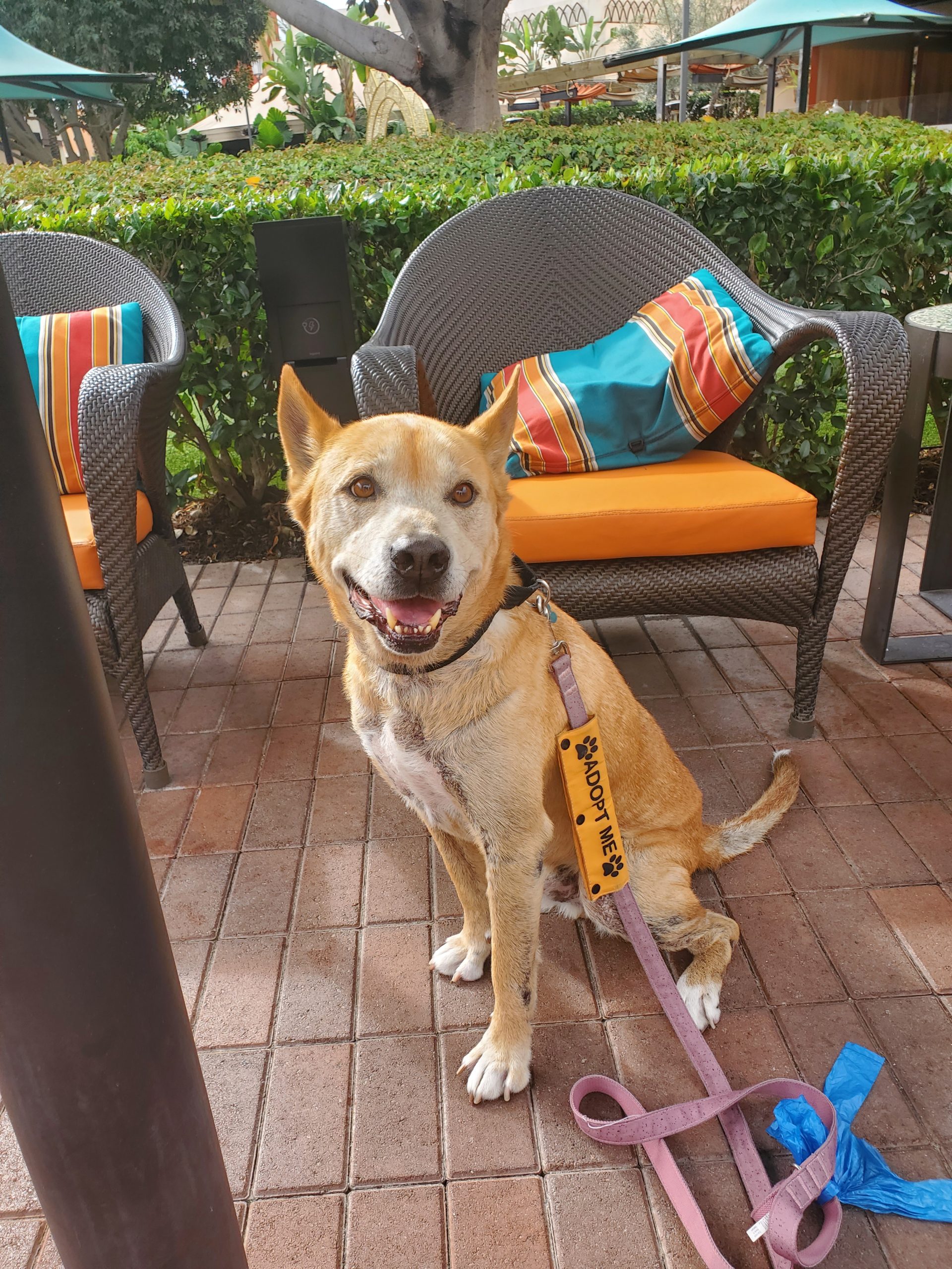 Eddy on a restaurant patio