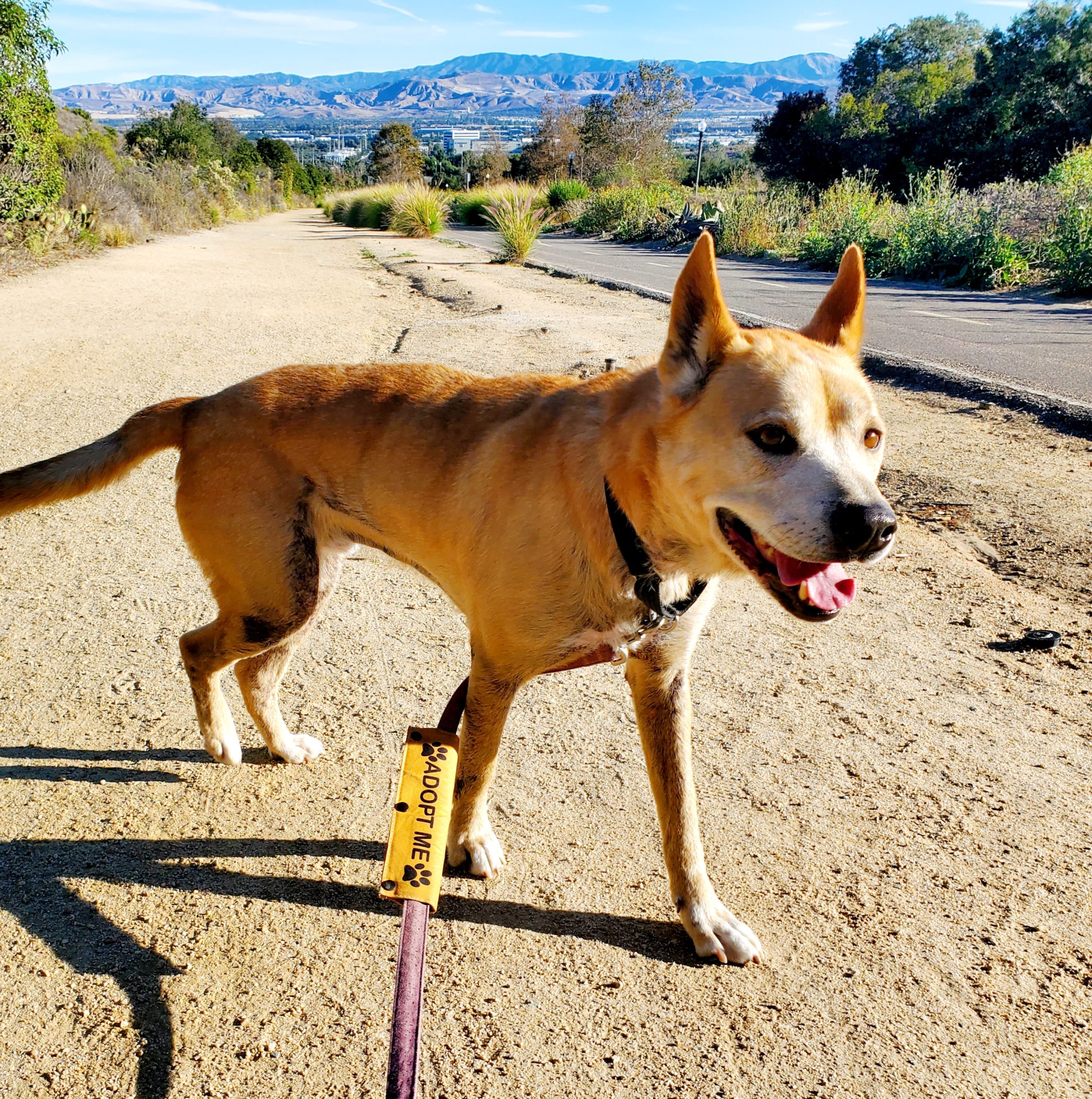 Eddy on a hike