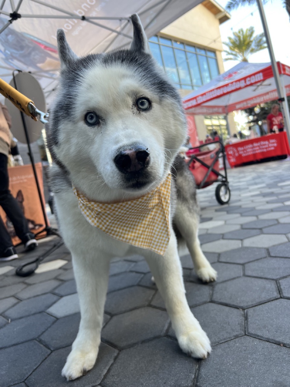 bear in a bandana