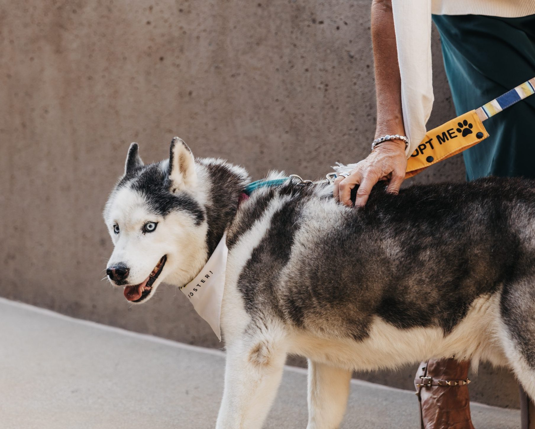 Bear, a husky, on a leash wearing a bandana and being pet